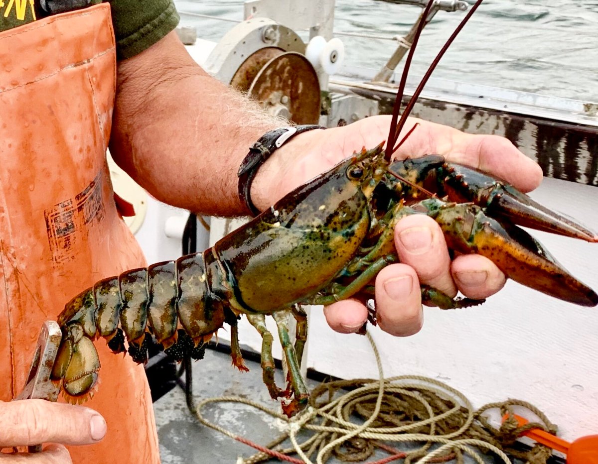 · chow down on some hearty new england clam chowder. Sixpence Lobster Boat 23 Guests Boston Charter Boat Rent A Boat In Boston