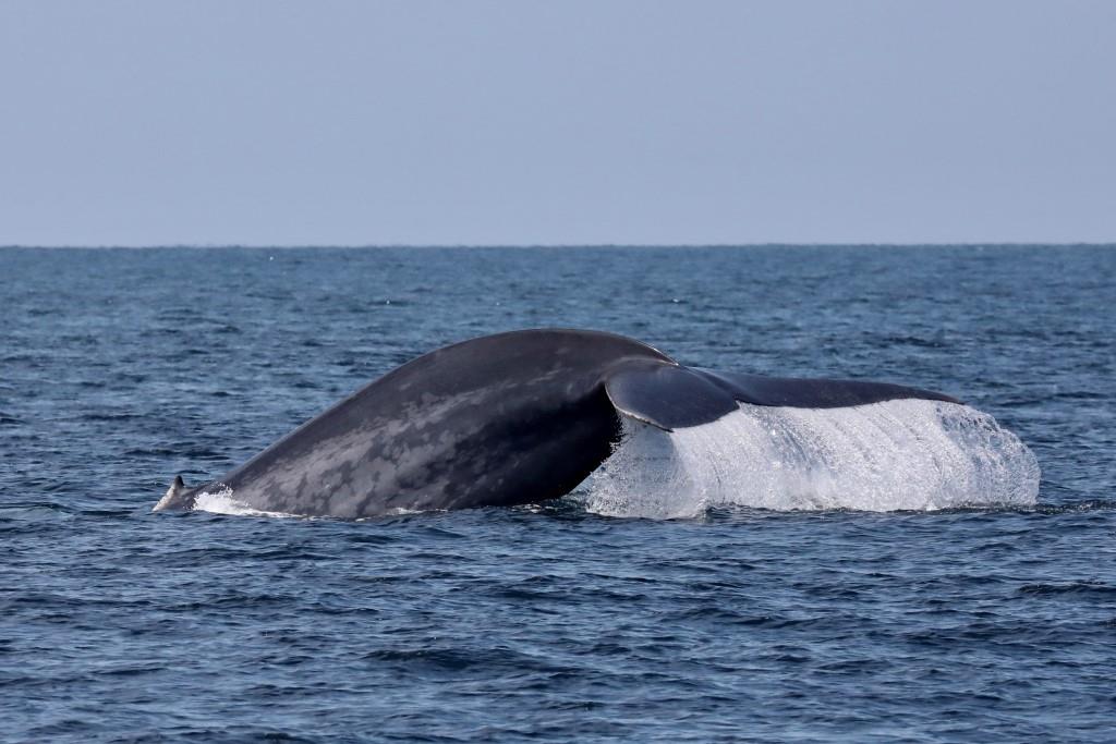 For humpbacks, visit may through november, and for . Whale Watching Season At Channel Islands Harbor December 26 2018 Through Mid April 2019 Conejo Valley Guide Conejo Valley Events