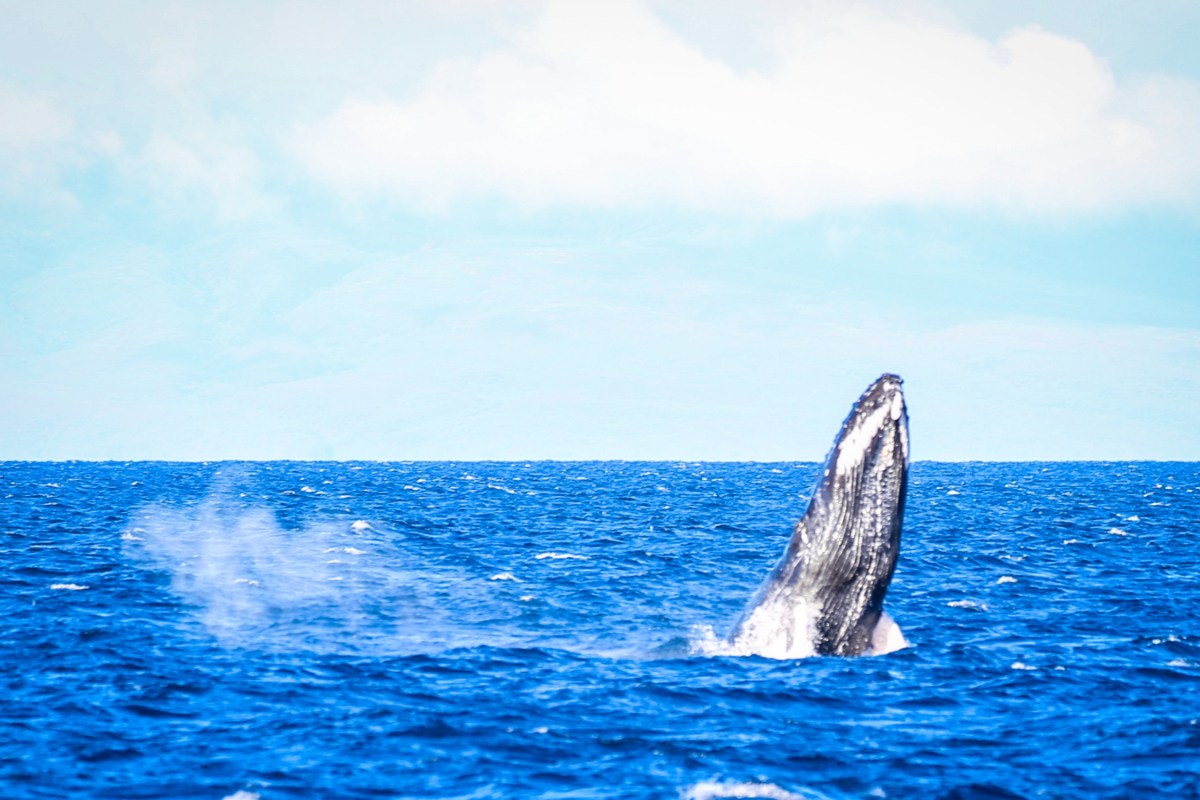 Planning a whale watching trip in december? Ten Facts About Whale Watching In Maui The Captain S Log