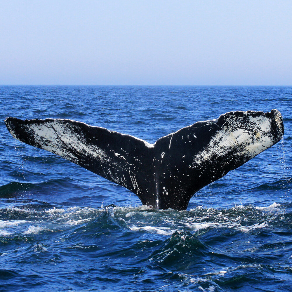 Need help planning your new england whale watching trip? Artists Looking At Animals 04 Whale With Kendall Reiss Andy Pepper