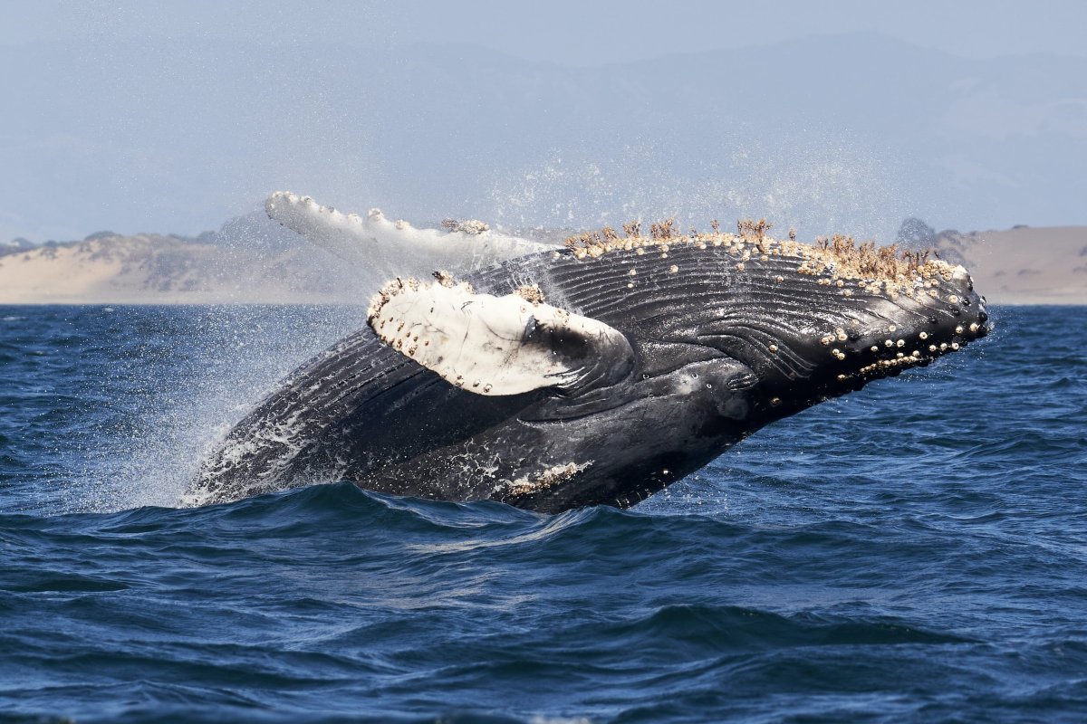 · the kohala coast is by far the best place to see humpback whales. January Program Night Presentation Eastside Audubon Society